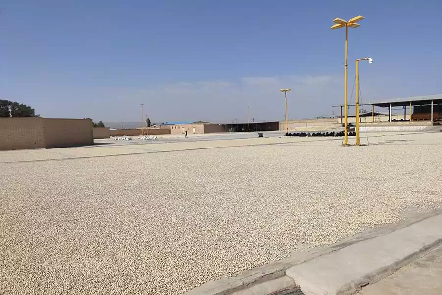 فراوری پسته در ترمینال ضبط پسته